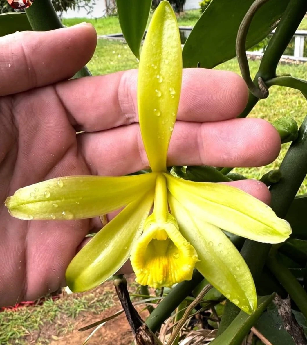 Vanilla flower on the vine, photograph provided by Passion Vanille