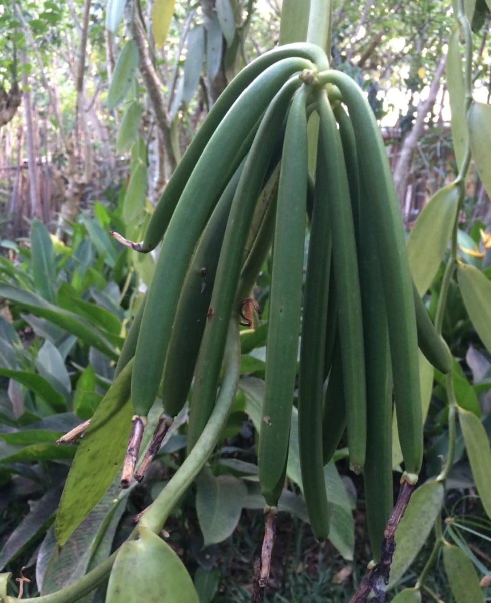 A family and professional connection to Madagascar, supply chain photograph