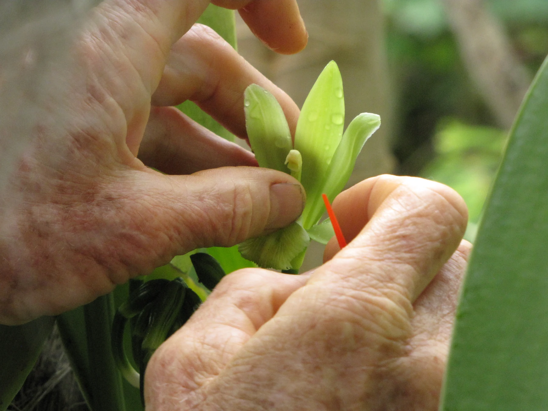 Hand pollination of a Vanilla planifolia flower, illustrative photograph taken in Maui by Forest and Kim Starr